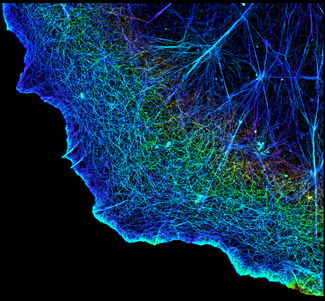 3D image of actin in a cell