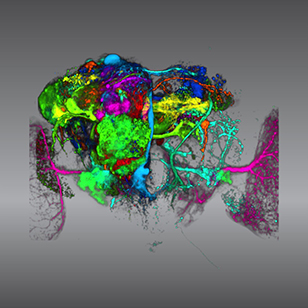 Color coding of the Drosophila brain - video