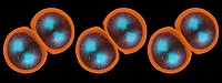 Sea urchin embryo 01