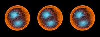 Sea urchin embryo 02