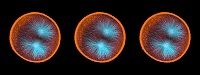 Sea urchin embryo 03