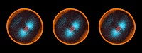 Sea urchin embryo 05
