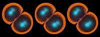 Sea urchin embryo 06