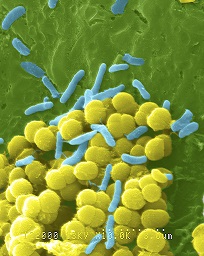 Bacteria shapes
