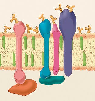 Animal cell membrane