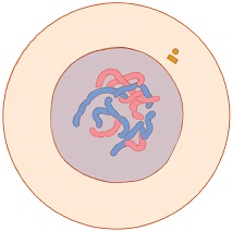 Mitosis - interphase