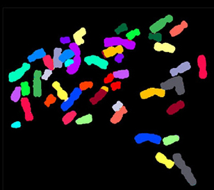 Color-coded chromosomes