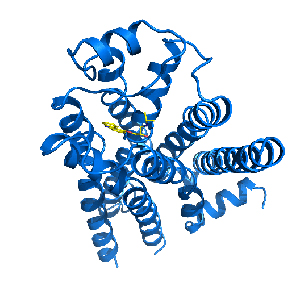 Beta2-adrenergic receptor protein