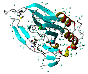 Cysteine dioxygenase from mouse
