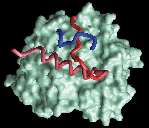 Protein from Methanobacterium thermoautotrophicam