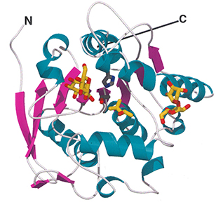 Most abundant protein in M. tuberculosis
