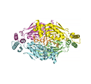 Thymidylate synthase complementing protein from Thermotoga maritime