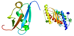 Ubiquitin-fold modifier 1 from C. elegans
