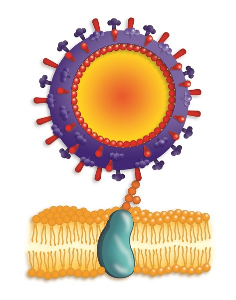 Influenza virus attaches to host membrane