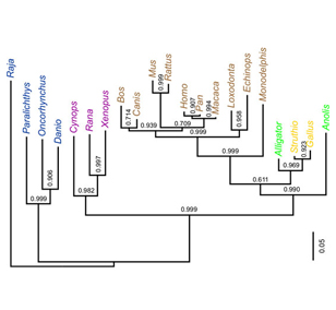 Dinosaur evolutionary tree