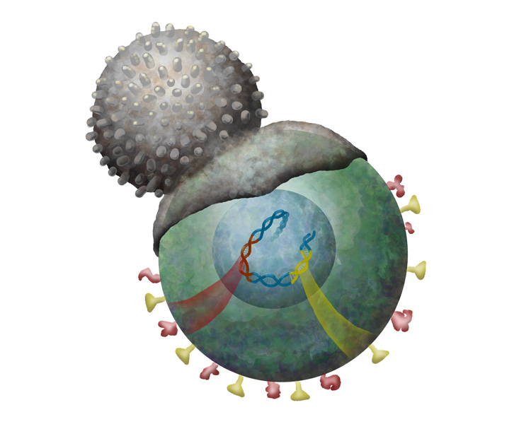 Immune cell attacks cell infected with a retrovirus