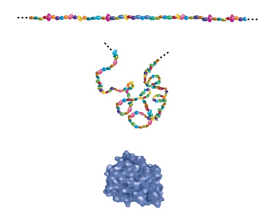 Building blocks and folding of proteins