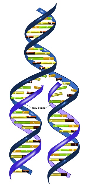 DNA replication illustration (with labels)