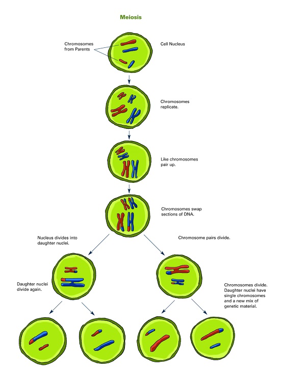 Meiosis illustration (with labels)