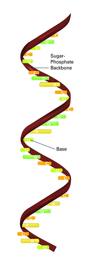RNA strand (with labels)