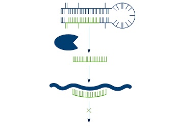 Dicer generates microRNAs