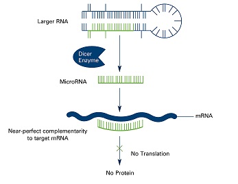 Dicer generates microRNAs (with labels)