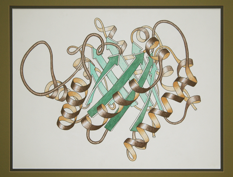 Early ribbon drawing of a protein