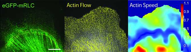 Actin flow
