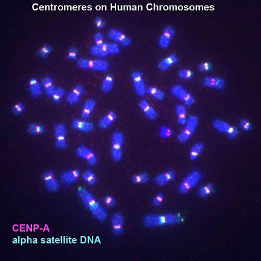 Centromeres on human chromosomes