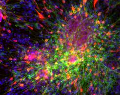 Dopaminergic neurons derived from mouse embryonic stem cells