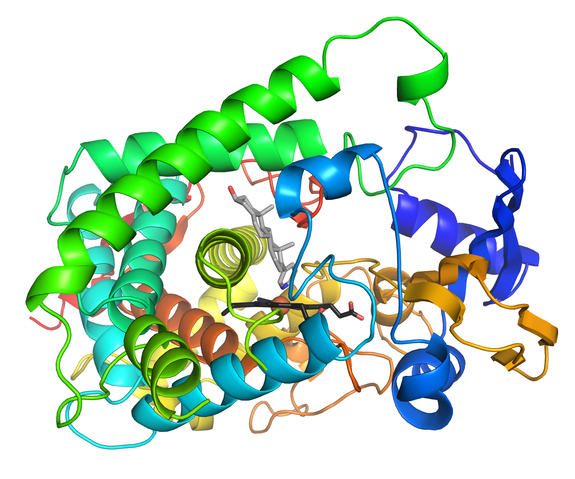 Cytochrome structure with anticancer drug