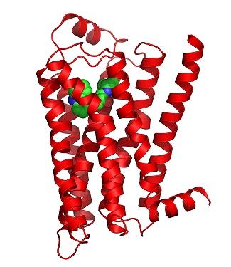 Beta 2-adrenergic receptor