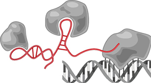 LincRNA and gene regulatory proteins