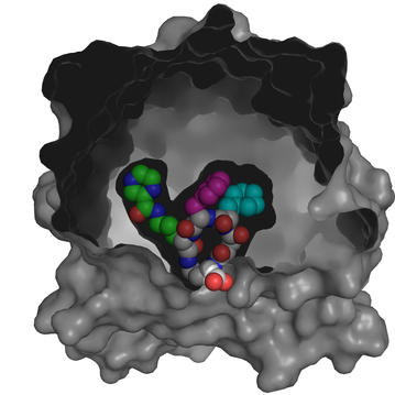 X-ray co-crystal structure of Src kinase bound to a DNA-templated macrocycle inhibitor 4