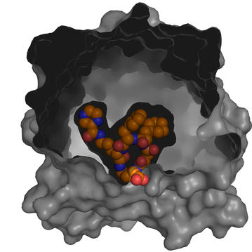 X-ray co-crystal structure of Src kinase bound to a DNA-templated macrocycle inhibitor 5