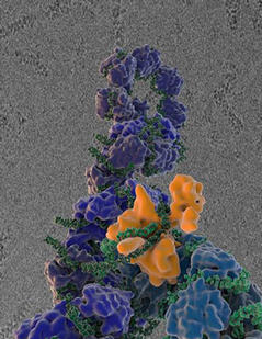 Flu virus proteins during self-replication