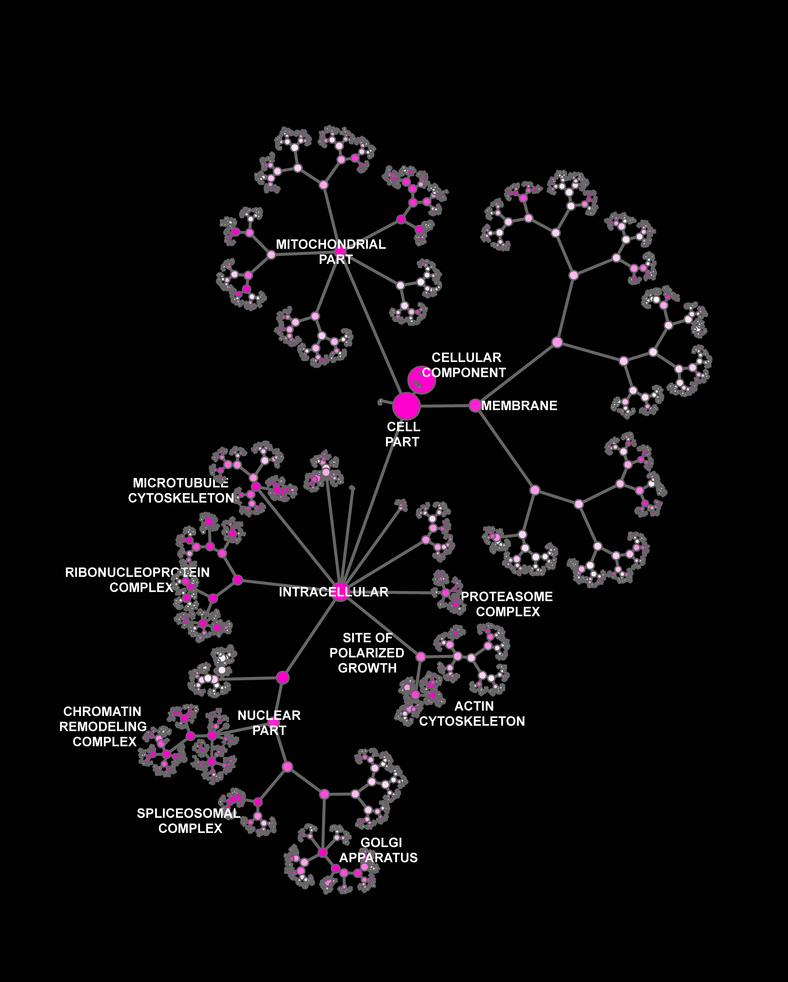 Network diagram of genes, cellular components and processes (labeled)