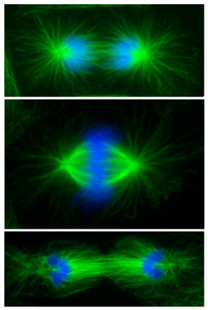 Cell division phases in Xenopus frog cells