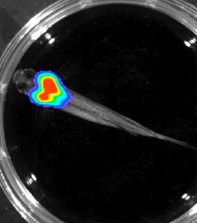 Bioluminescent imaging in adult zebrafish - overhead view