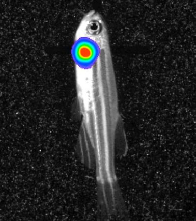 Bioluminescent imaging in adult zebrafish - lateral view