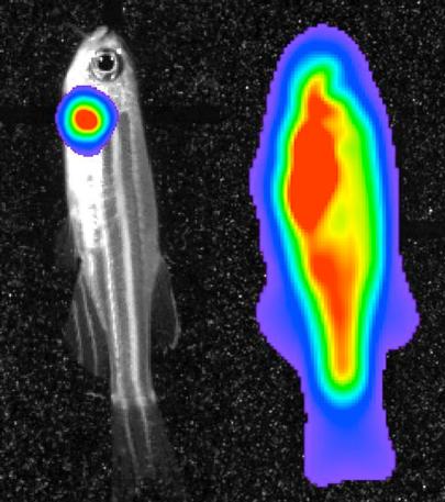 Bioluminescent imaging in adult zebrafish 04