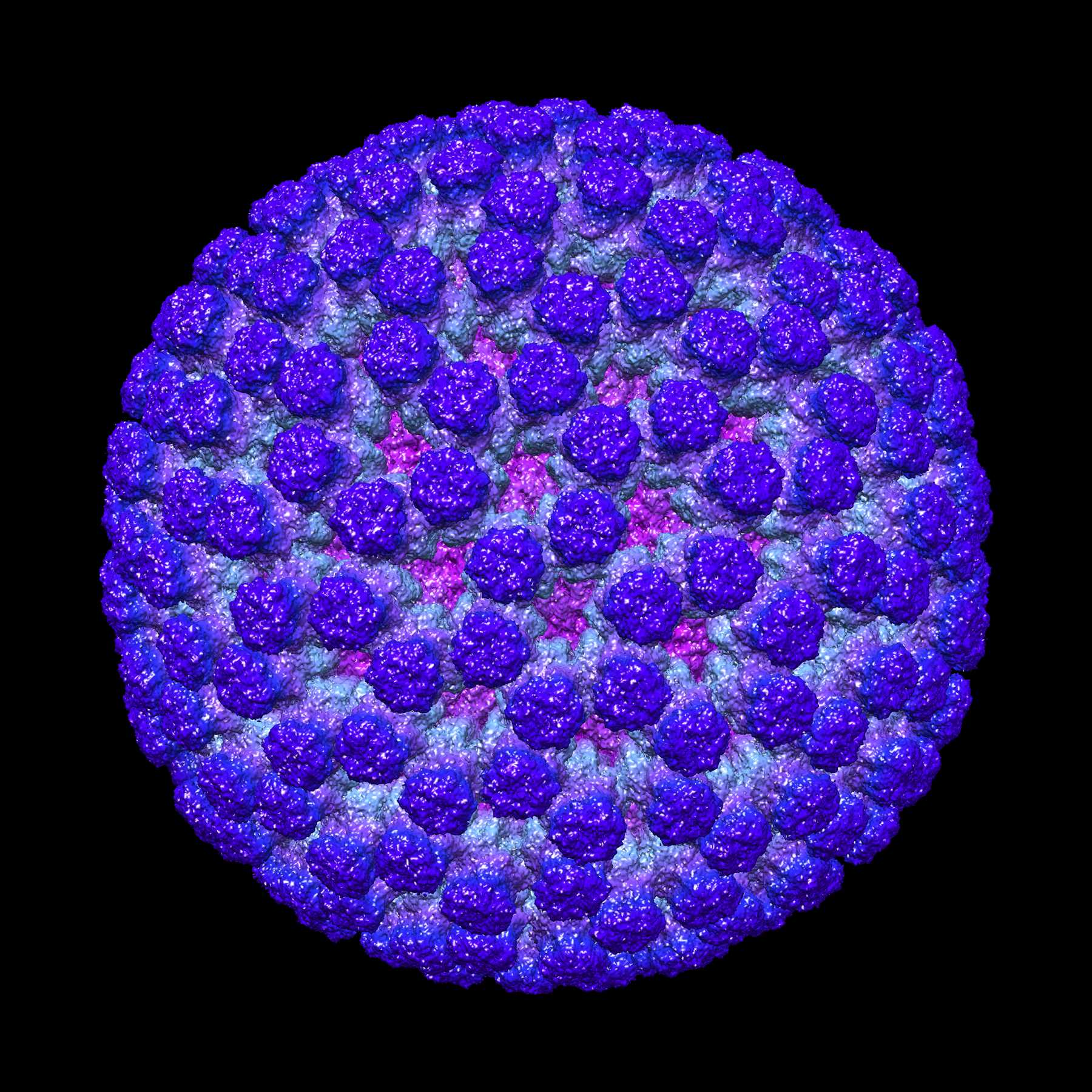 Rotavirus structure