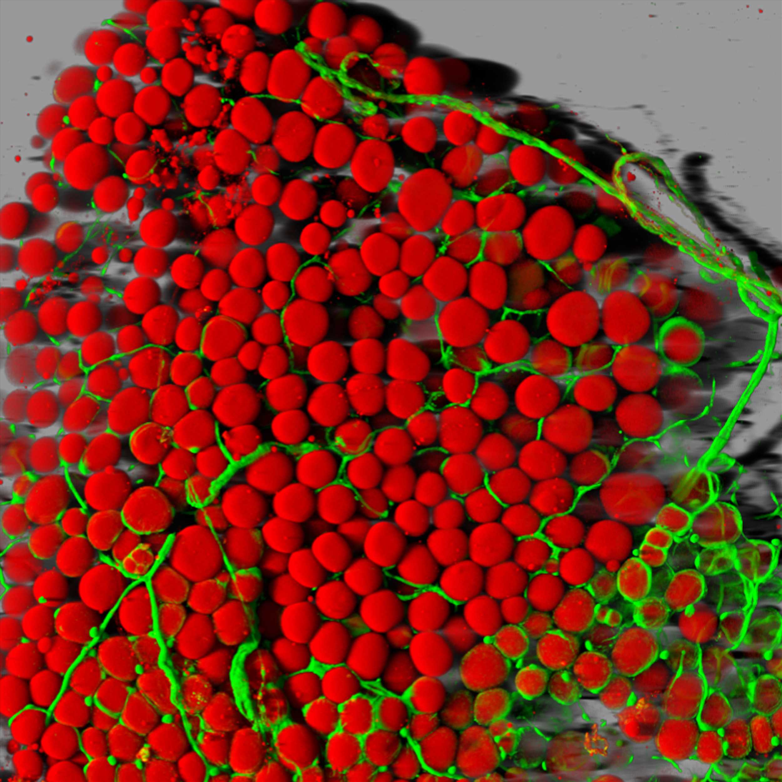 Fat cells (red) and blood vessels (green)