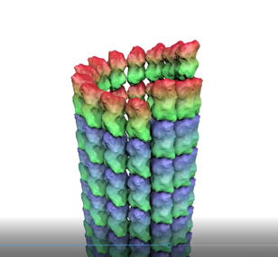How a microtubule builds and deconstructs