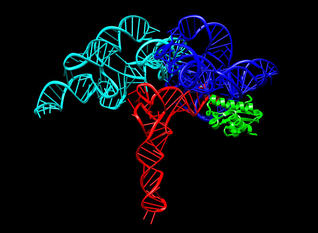 Ribonuclease P structure