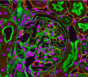 Fluorescent microscopy of kidney tissue--close-up