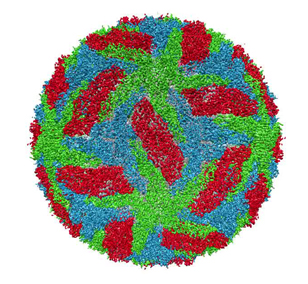 Cryo-electron microscopy of the dengue virus showing protective membrane and membrane proteins