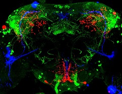Circadian rhythm neurons in the fruit fly brain