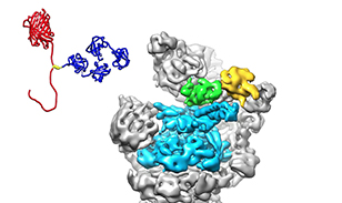 Movie of the 19S proteasome subunit processing a protein substrate