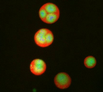 Nucleolus subcompartments spontaneously self-assemble 3